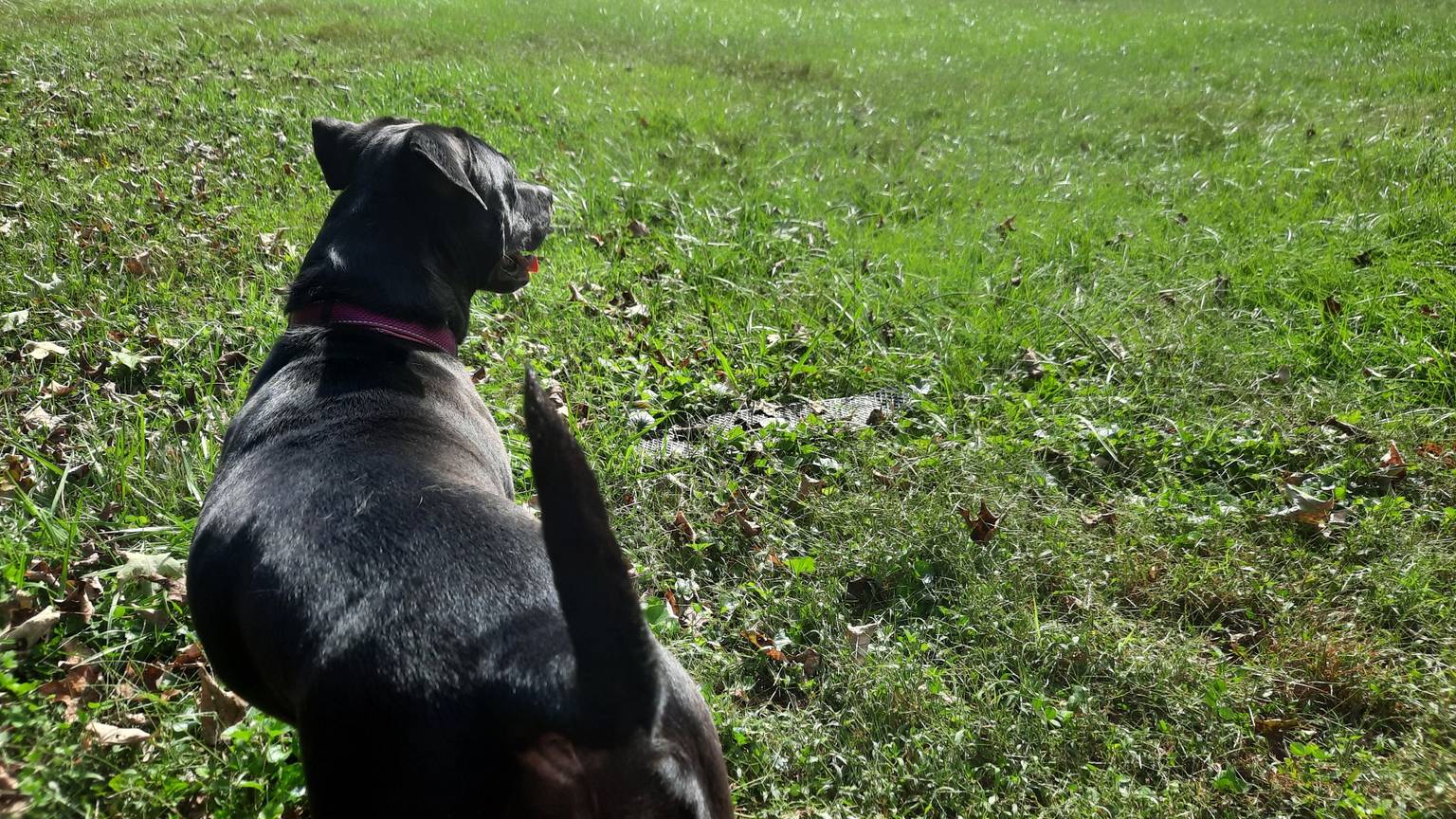 Dog enjoying home environment